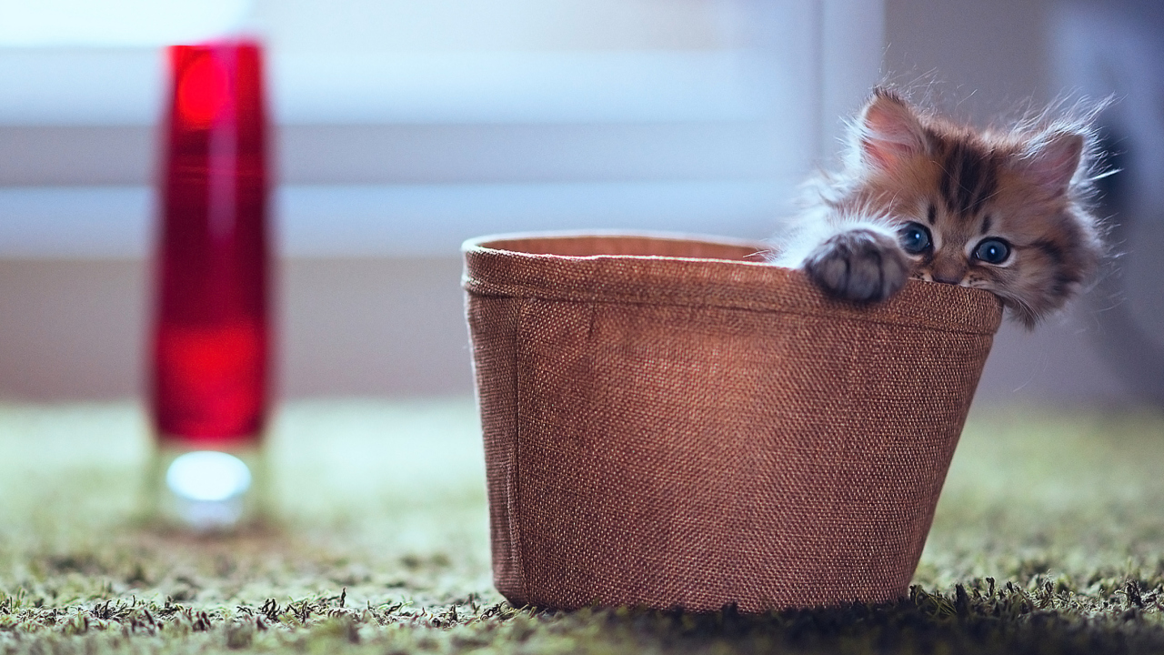 Das Little Kitten In Basket Wallpaper 1280x720