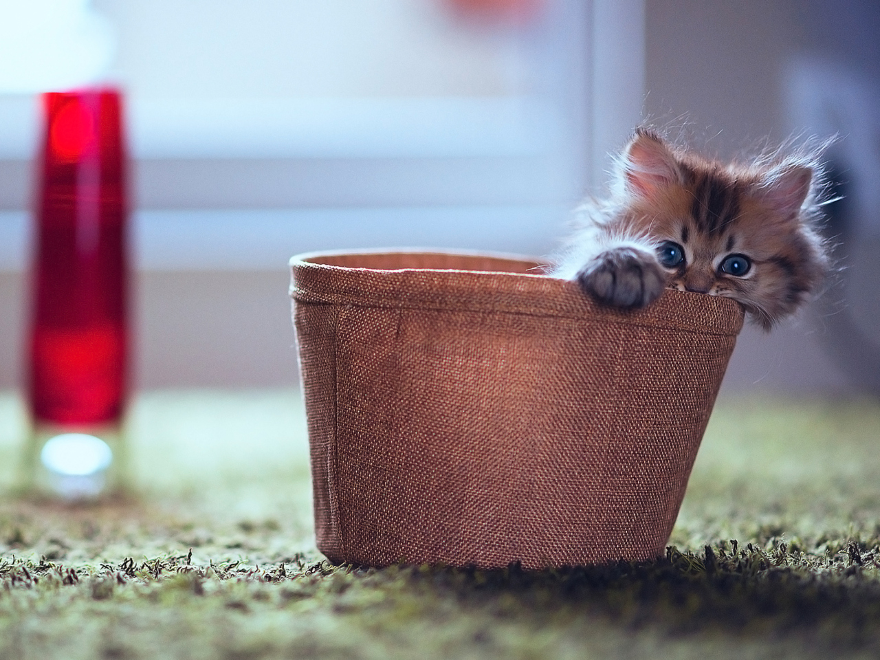 Обои Little Kitten In Basket 1280x960