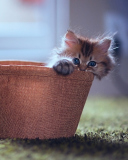 Das Little Kitten In Basket Wallpaper 128x160