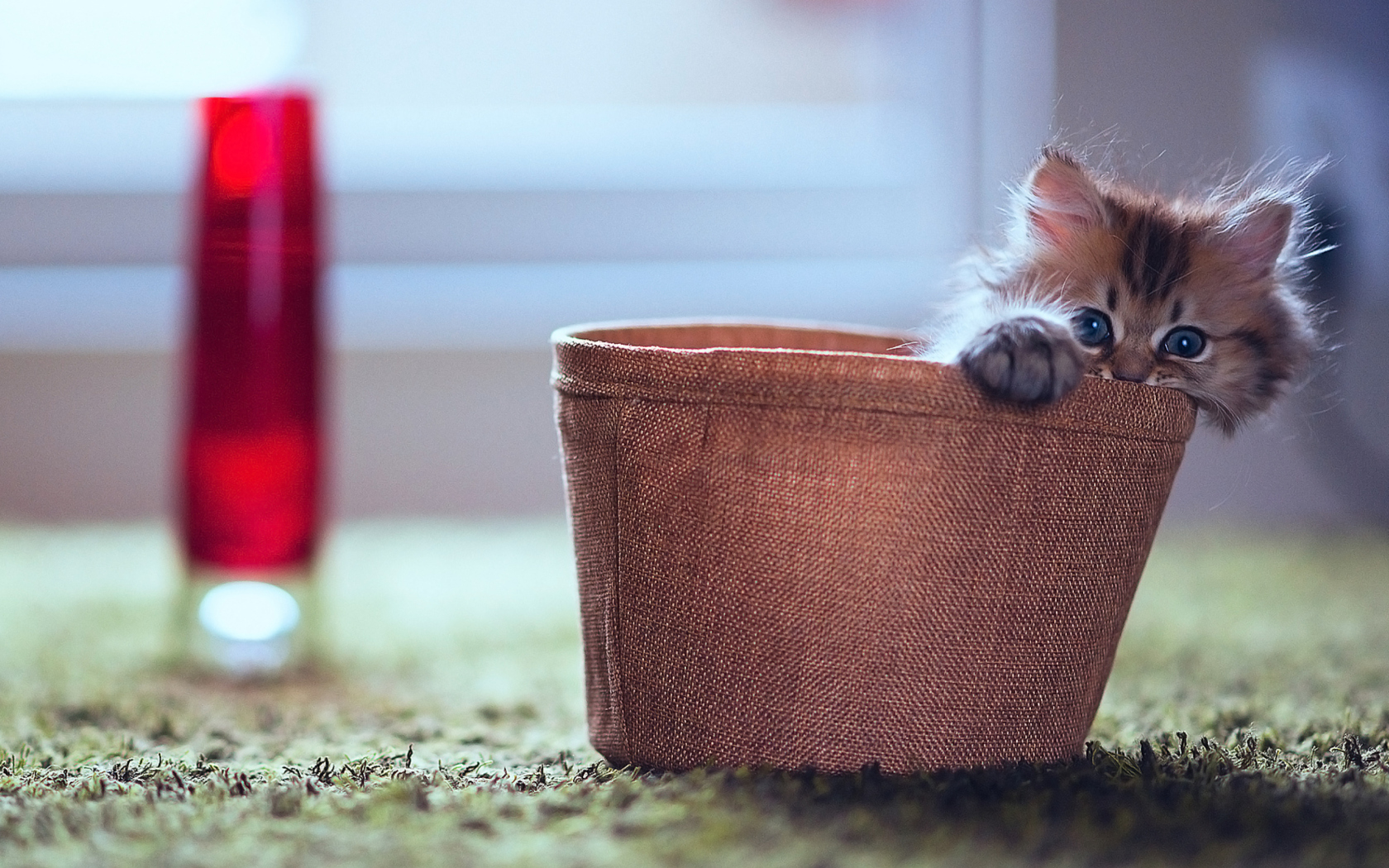 Das Little Kitten In Basket Wallpaper 1680x1050