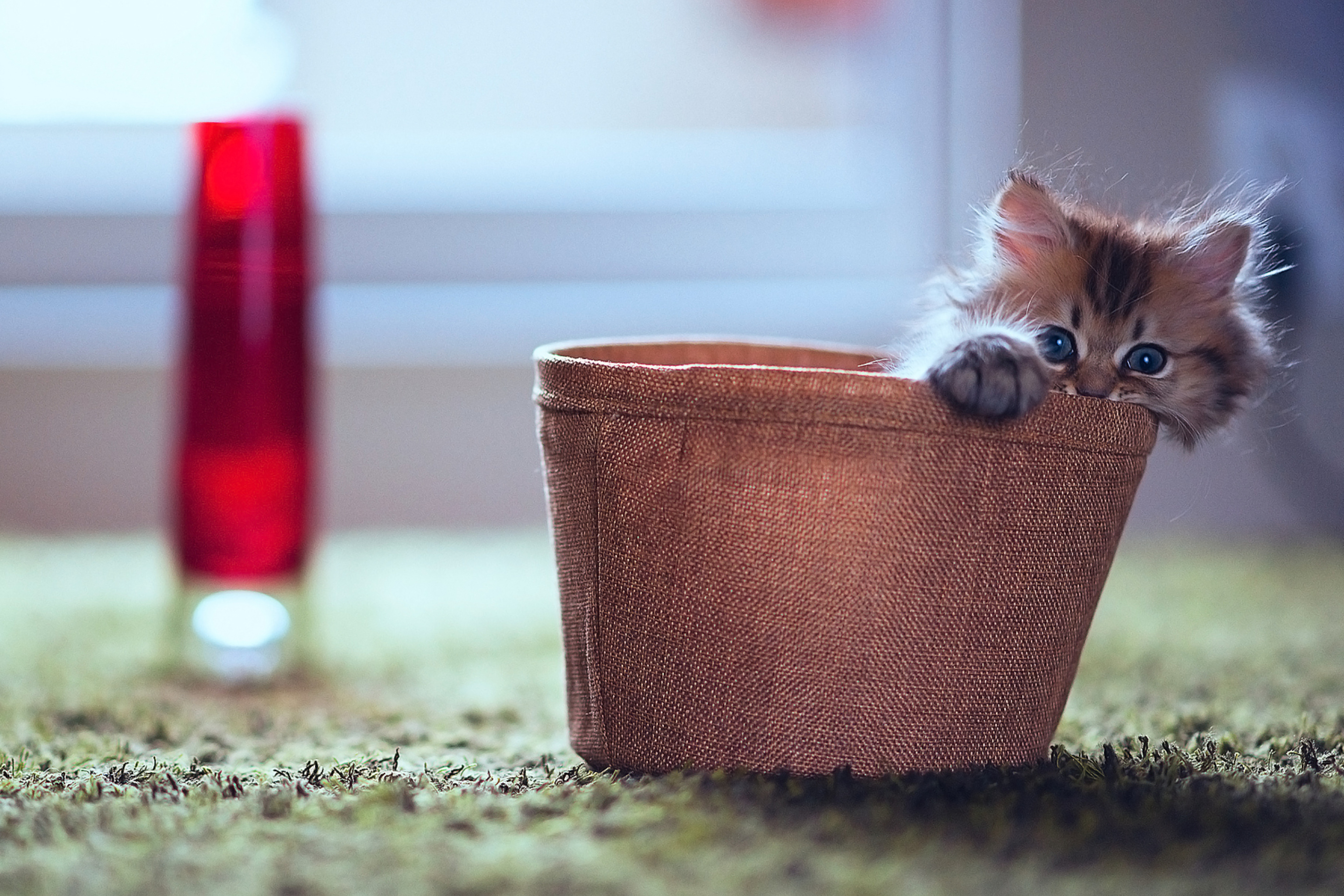 Little Kitten In Basket wallpaper 2880x1920