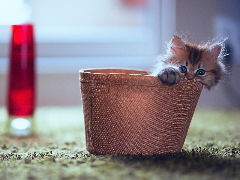 Das Little Kitten In Basket Wallpaper 800x600