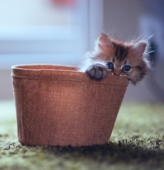 Little Kitten In Basket - Obrázkek zdarma pro iPad Air