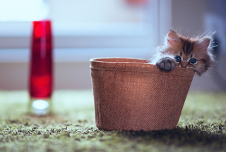 Little Kitten In Basket - Obrázkek zdarma pro 720x320