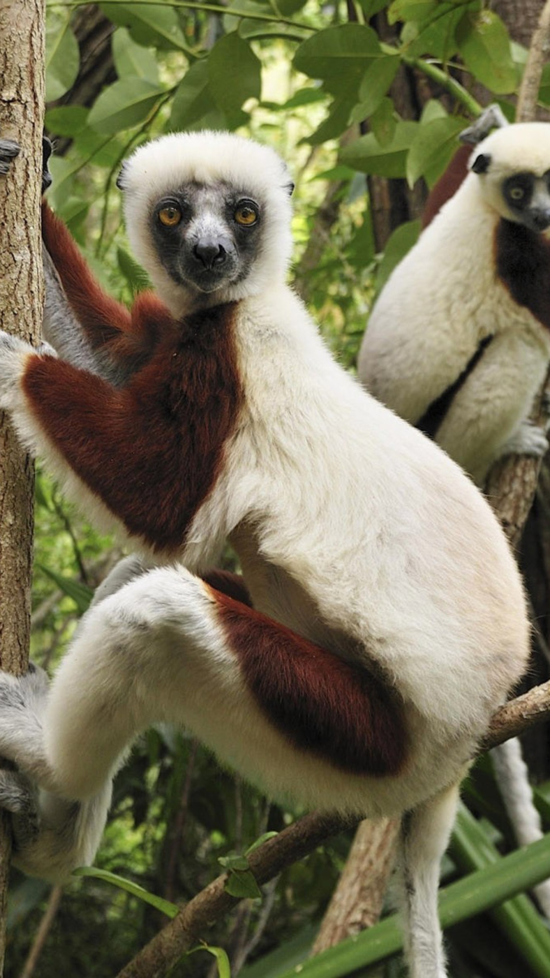 Fondo de pantalla Lemurs On Trees 1080x1920