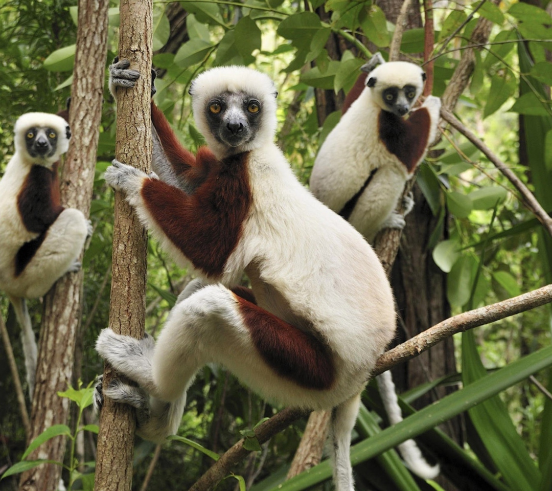 Sfondi Lemurs On Trees 1080x960