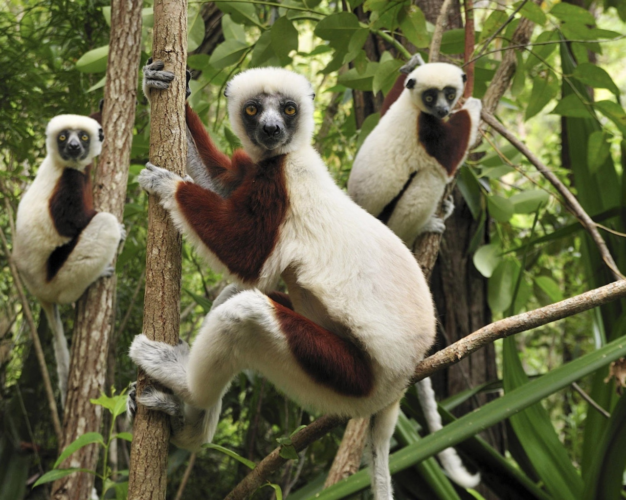 Обои Lemurs On Trees 1280x1024