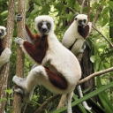 Screenshot №1 pro téma Lemurs On Trees 128x128