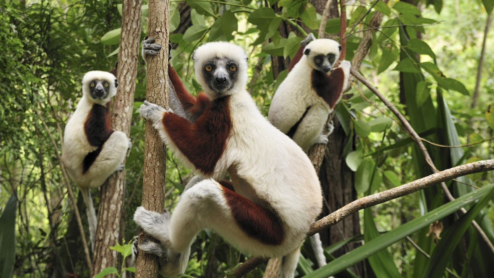 Sfondi Lemurs On Trees 1600x900