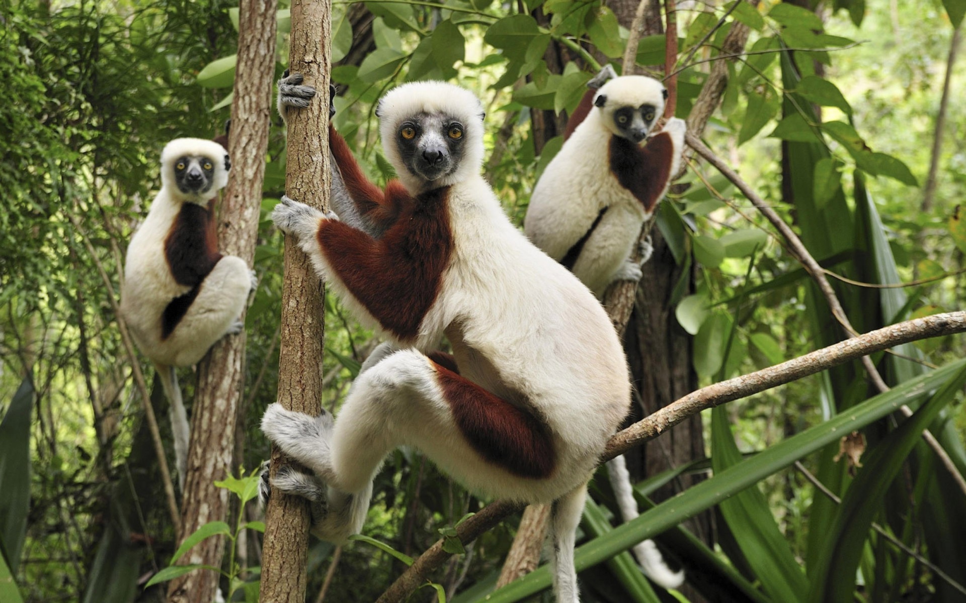 Fondo de pantalla Lemurs On Trees 1920x1200