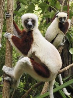 Das Lemurs On Trees Wallpaper 240x320