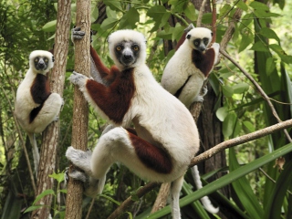Fondo de pantalla Lemurs On Trees 320x240