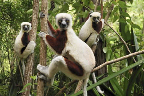 Das Lemurs On Trees Wallpaper 480x320