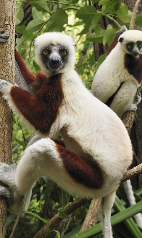 Обои Lemurs On Trees 480x800