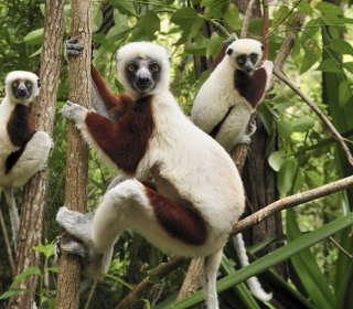 Lemurs On Trees Picture for iPad