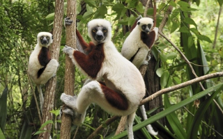 Kostenloses Lemurs On Trees Wallpaper für Android, iPhone und iPad