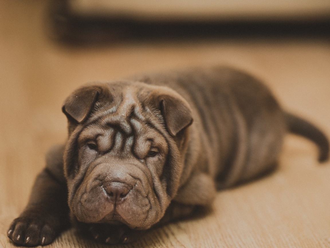 Fondo de pantalla Shar Pei Dog 1152x864