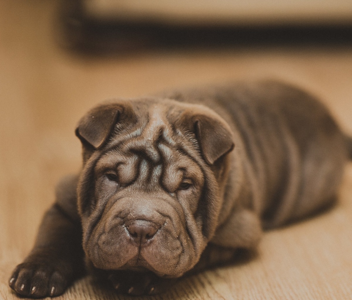 Fondo de pantalla Shar Pei Dog 1200x1024