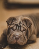 Sfondi Shar Pei Dog 128x160