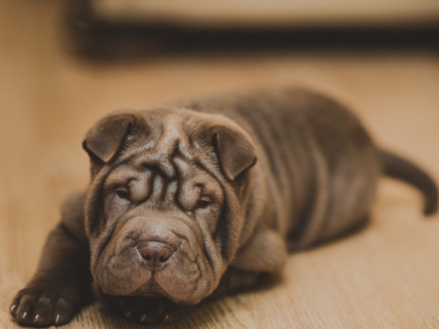 Das Shar Pei Dog Wallpaper 1400x1050