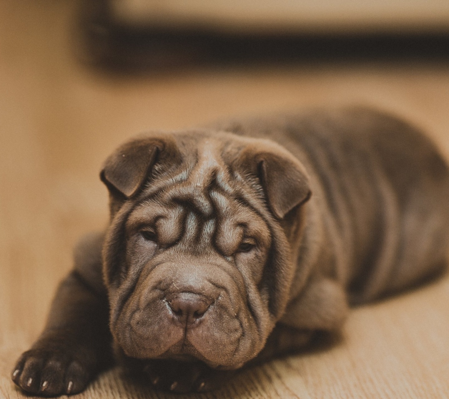 Обои Shar Pei Dog 1440x1280