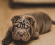 Sfondi Shar Pei Dog 176x144