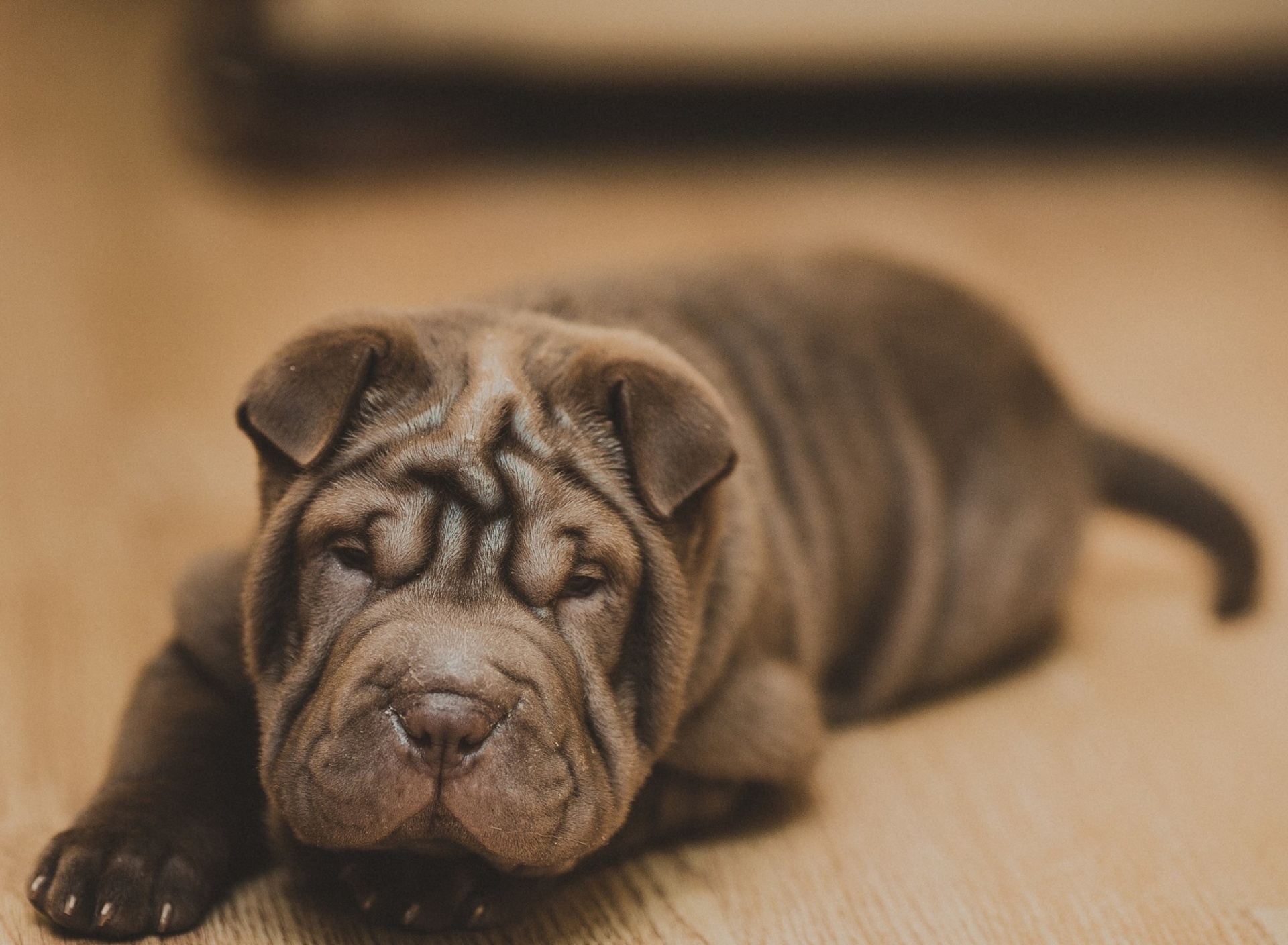 Shar Pei Dog wallpaper 1920x1408