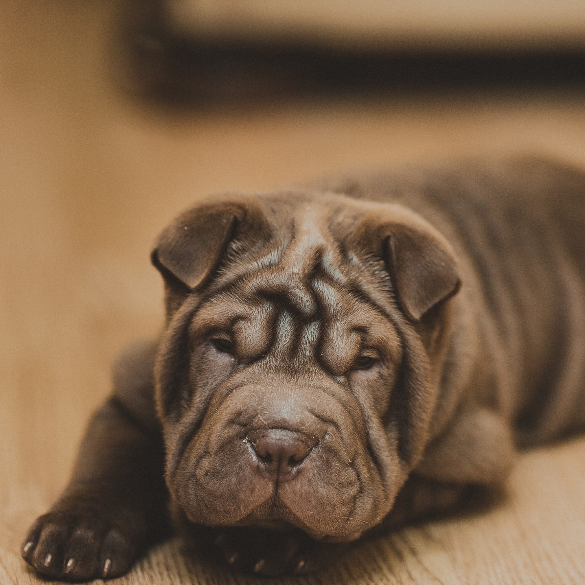 Das Shar Pei Dog Wallpaper 2048x2048