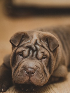 Shar Pei Dog wallpaper 240x320