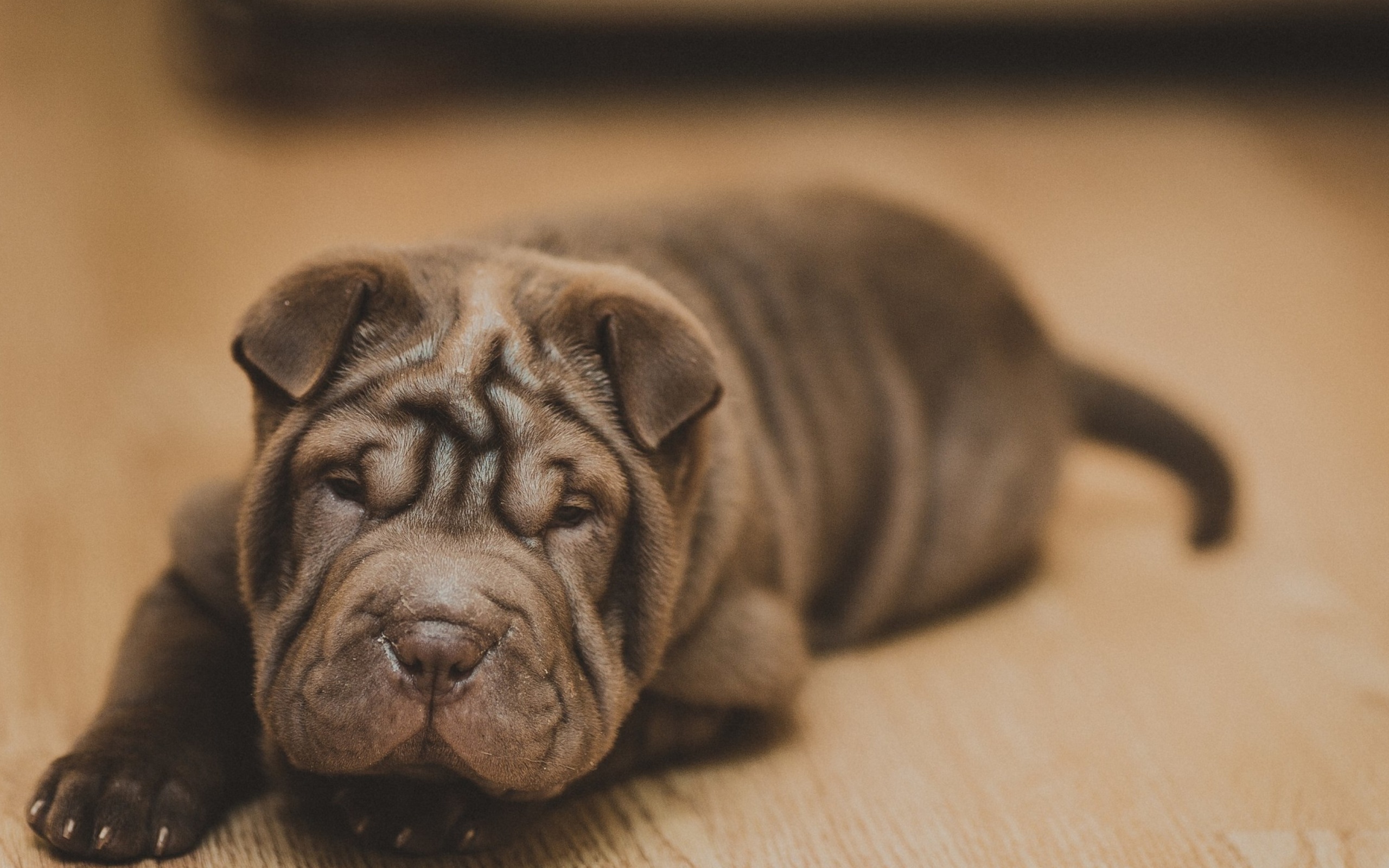 Screenshot №1 pro téma Shar Pei Dog 2560x1600