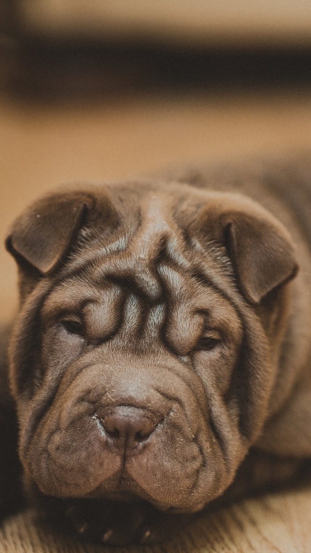 Sfondi Shar Pei Dog 640x1136