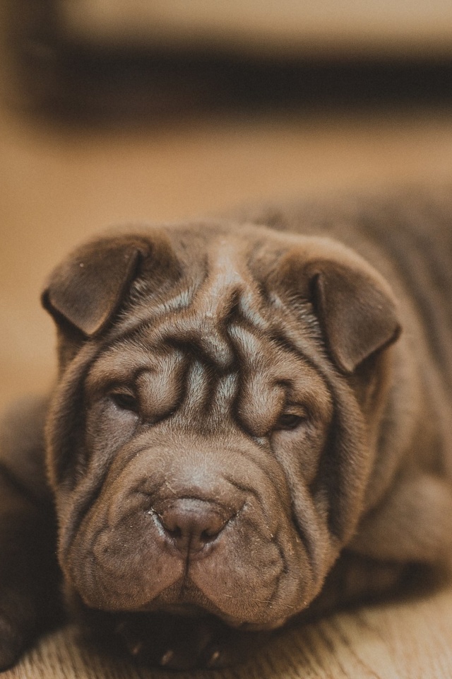 Shar Pei Dog screenshot #1 640x960