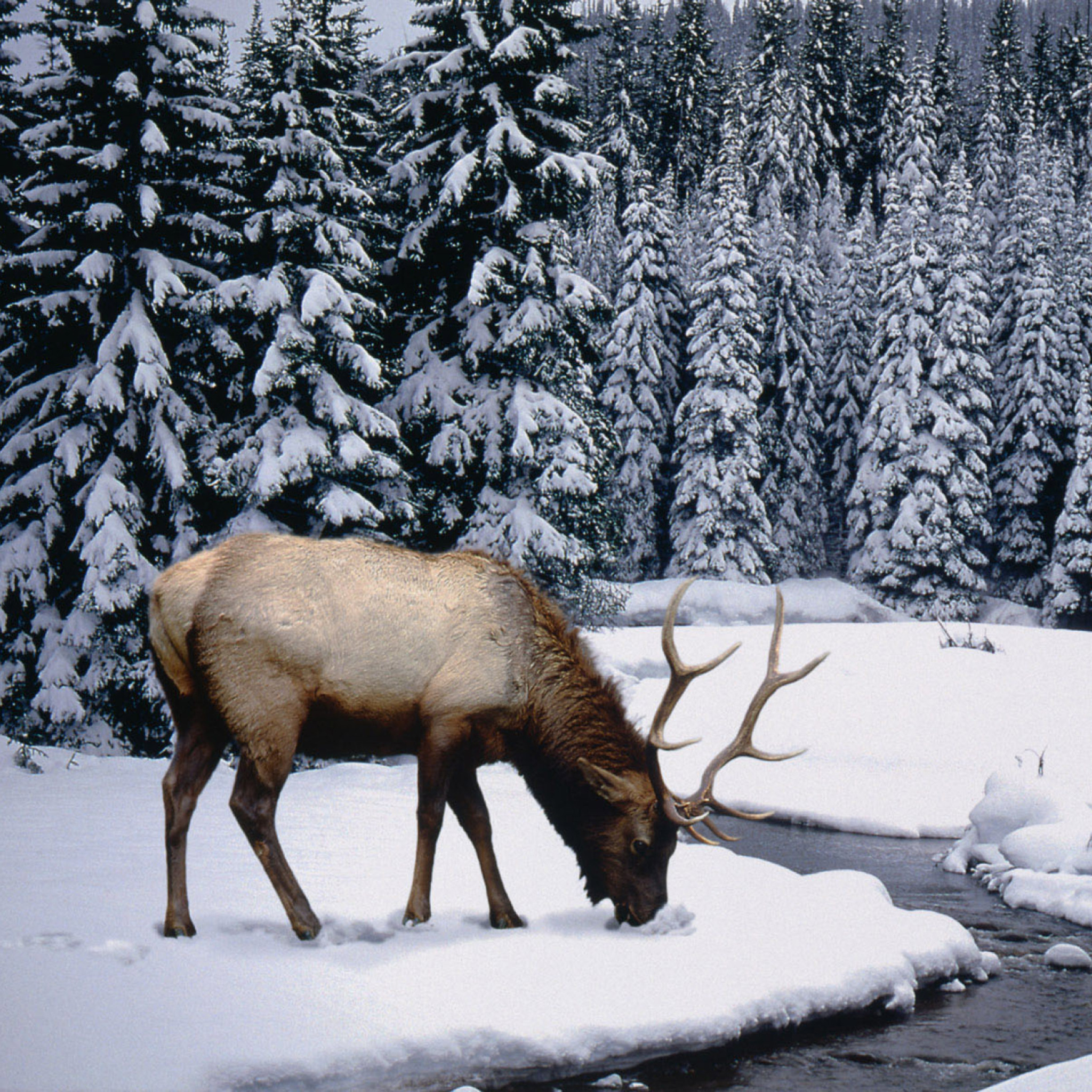 Winter Stag wallpaper 2048x2048