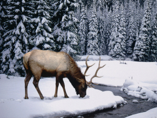 Fondo de pantalla Winter Stag 320x240