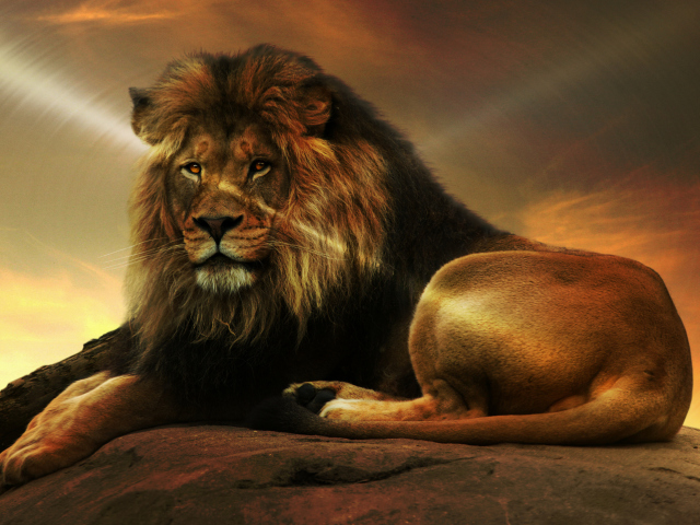 Lion wallpaper 640x480
