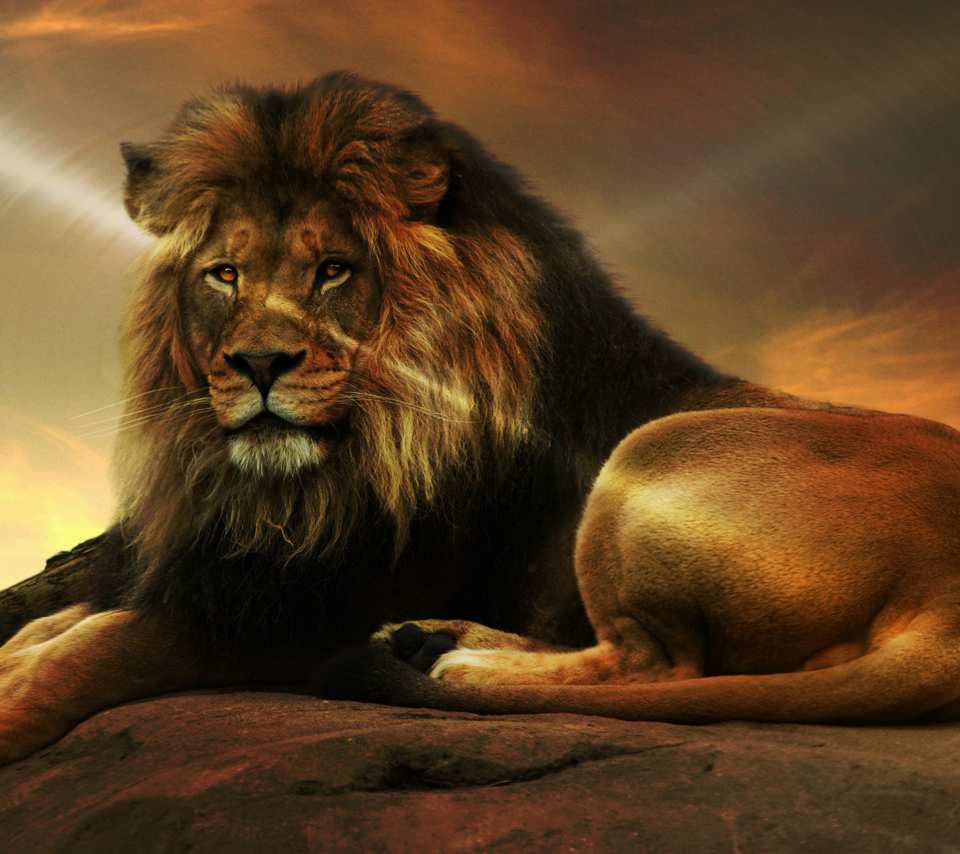 Lion wallpaper 960x854