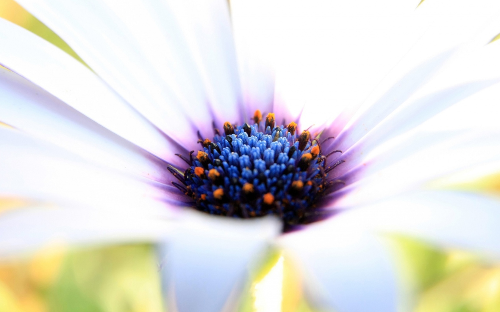 Screenshot №1 pro téma White Flower Close Up 1680x1050
