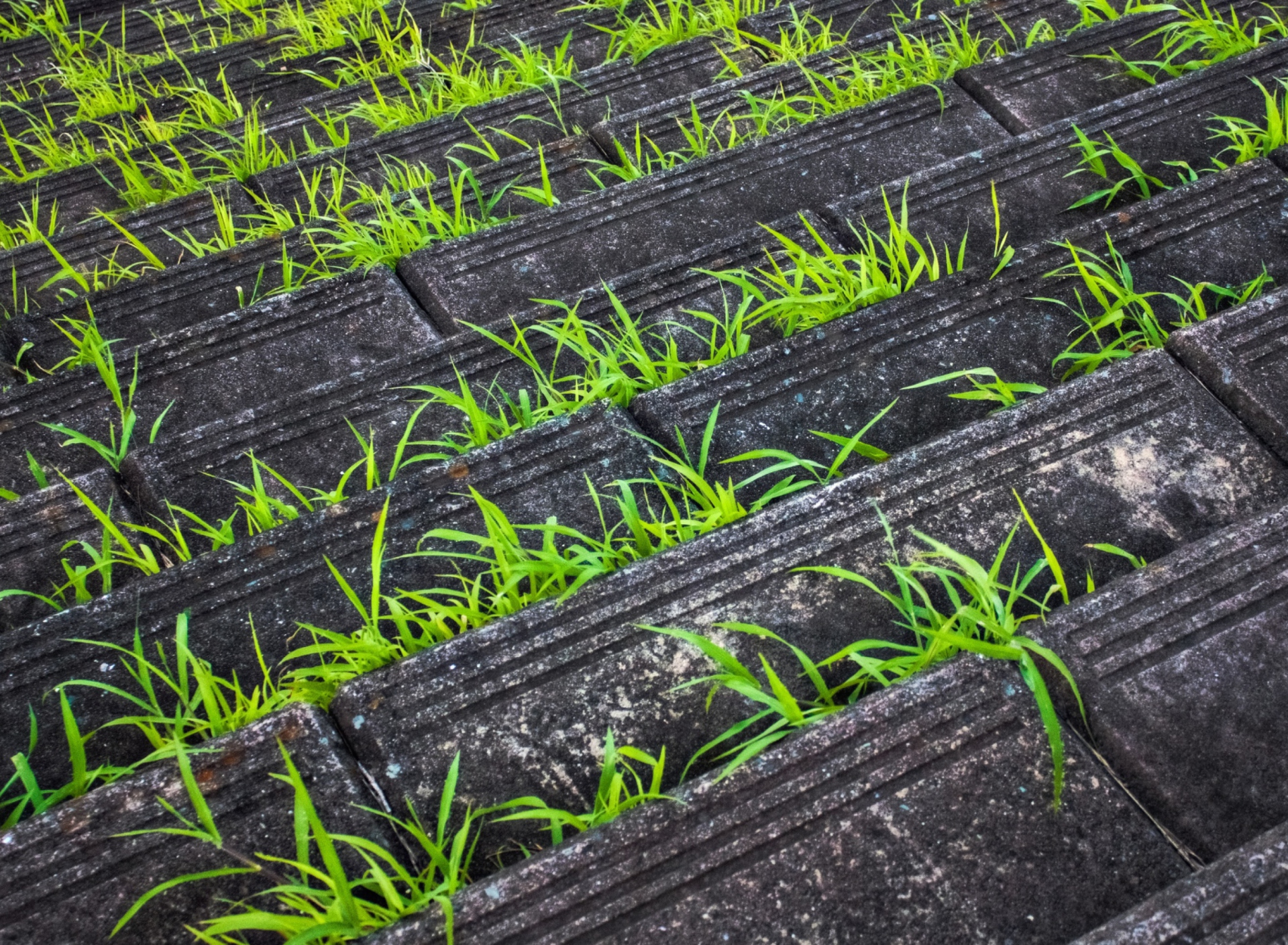 Sfondi Grass Growing Fast 1920x1408
