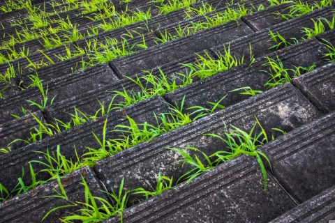 Das Grass Growing Fast Wallpaper 480x320