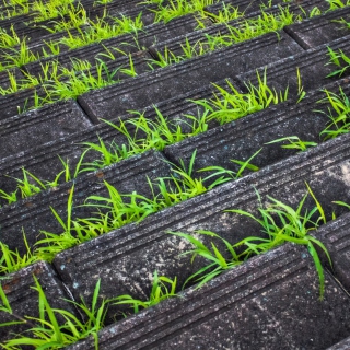 Grass Growing Fast - Obrázkek zdarma pro 1024x1024