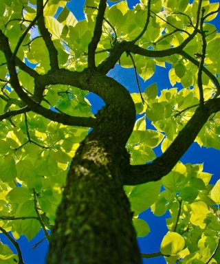 Tree Crown - Obrázkek zdarma pro Nokia X2