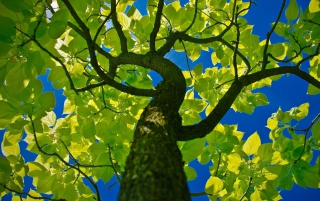 Tree Crown - Obrázkek zdarma pro HTC EVO 4G