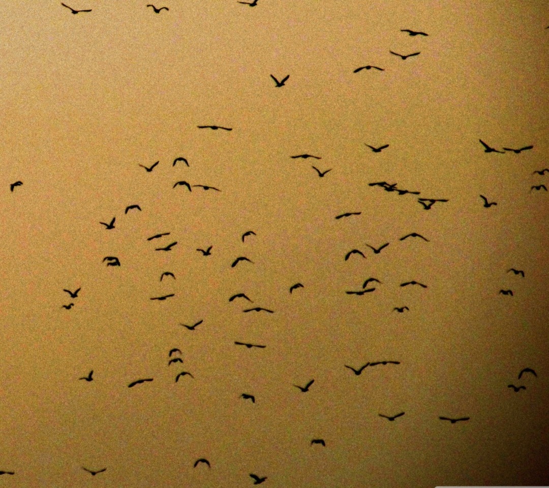 Das Birds Wallpaper 1080x960