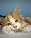 Cute Multi-Colored Kitten screenshot #1 128x160