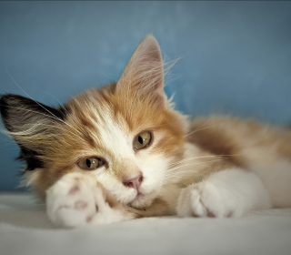 Cute Multi-Colored Kitten - Obrázkek zdarma pro 208x208