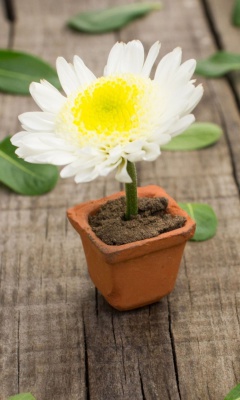 Sfondi Chrysanthemum 240x400