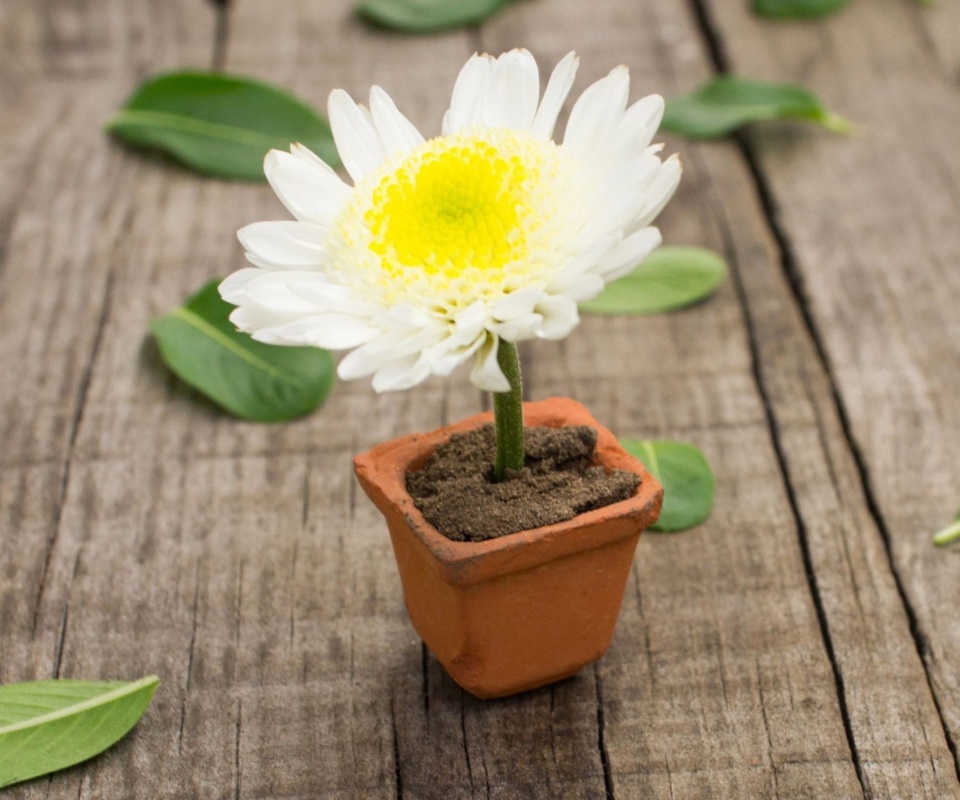 Chrysanthemum wallpaper 960x800