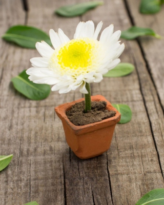 Chrysanthemum - Obrázkek zdarma pro iPhone 6 Plus