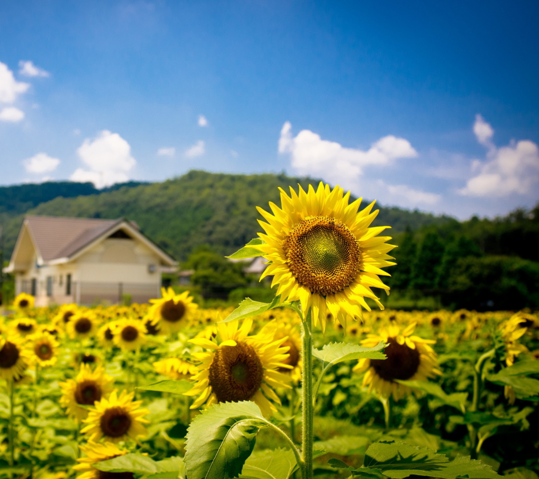 Fondo de pantalla Sunflower Field 1080x960