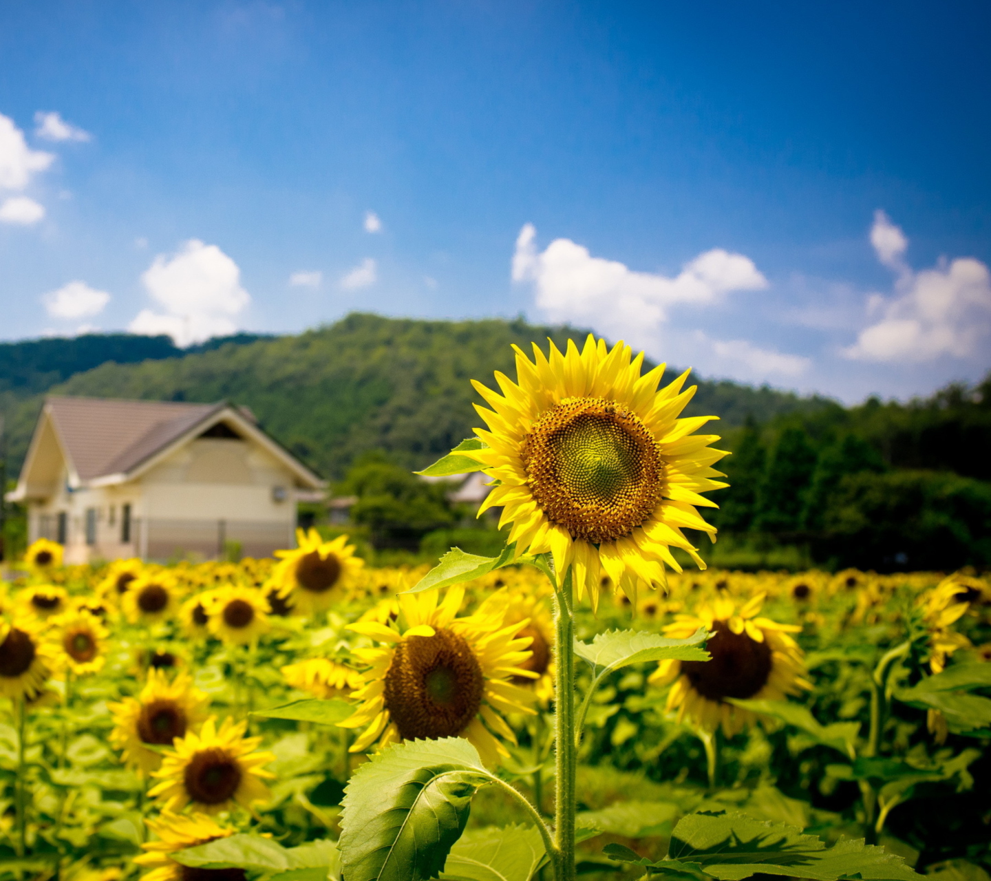 Screenshot №1 pro téma Sunflower Field 1440x1280